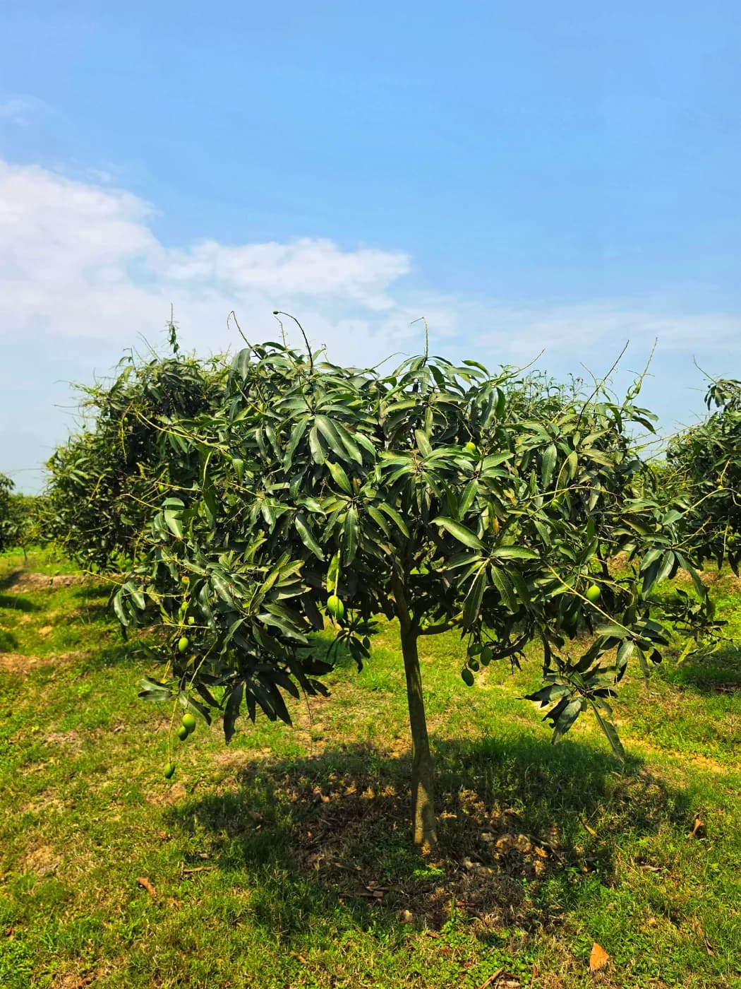 সাপাহার বাগান 3