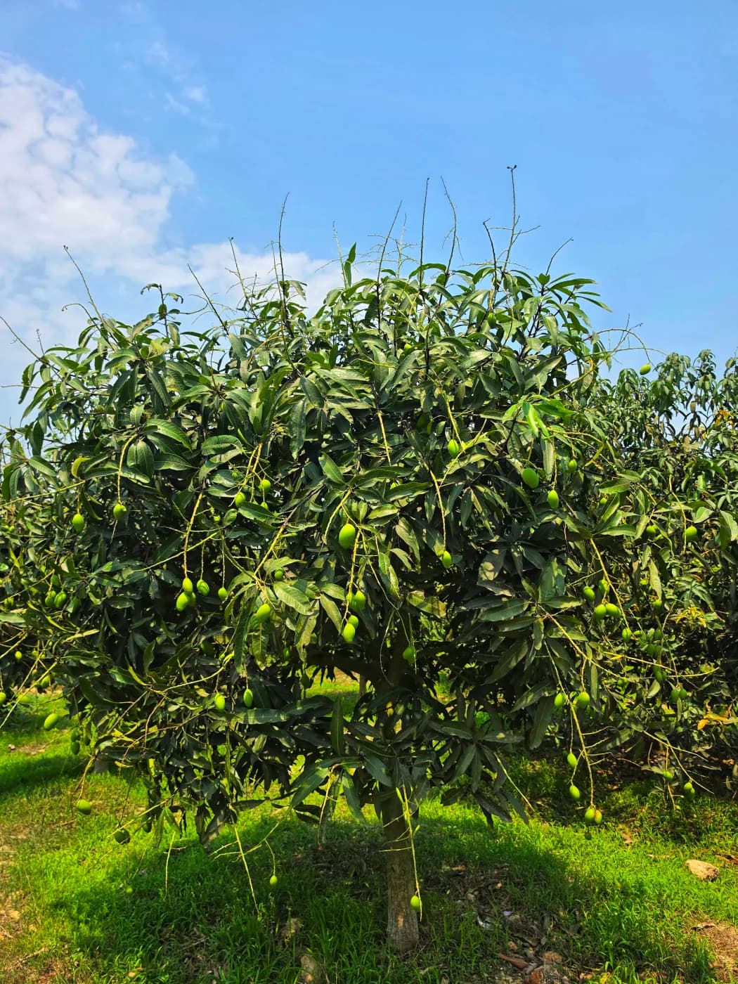 সাপাহার বাগান 5
