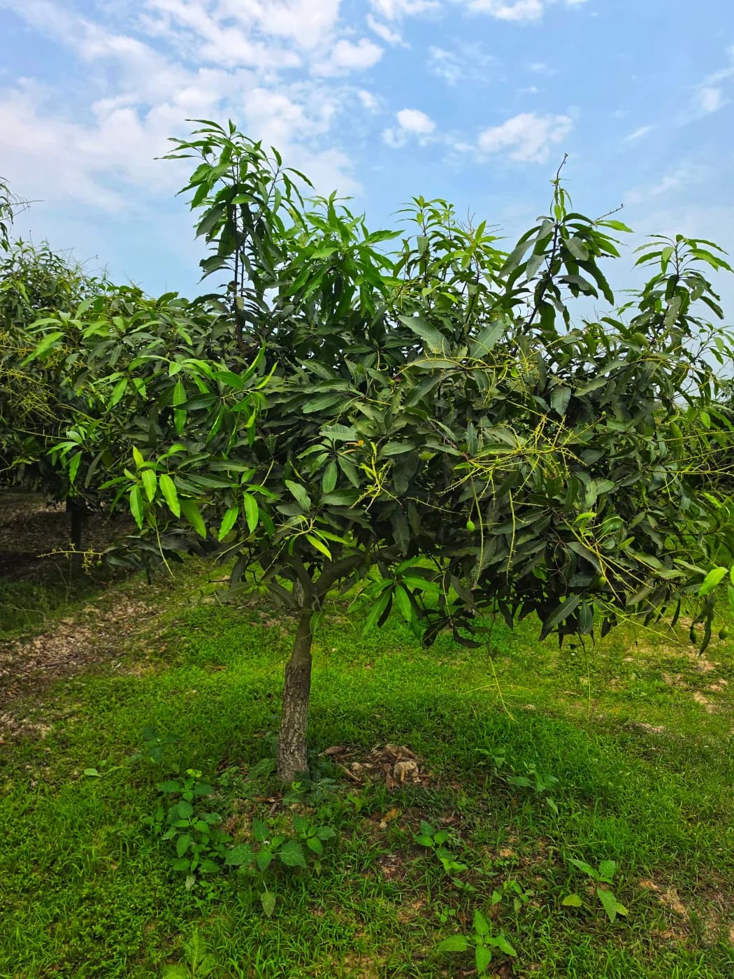সাপাহার বাগান 6
