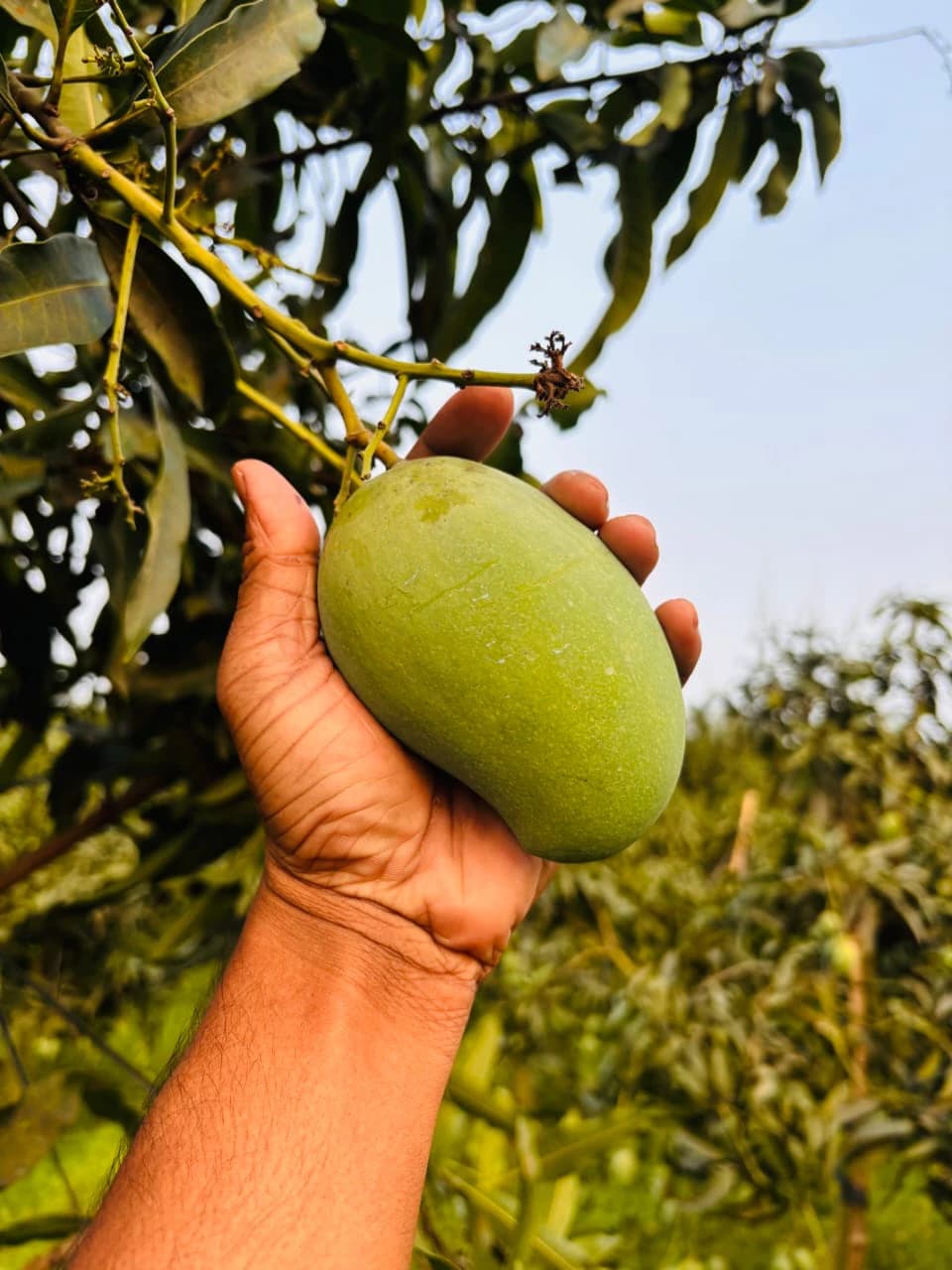 সাপাহার বাগান 7