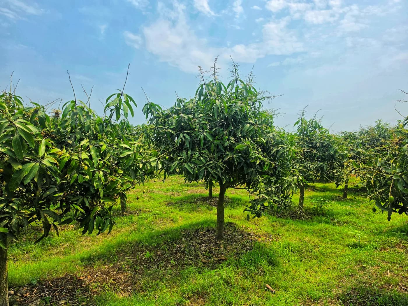 সাপাহার বাগান 11