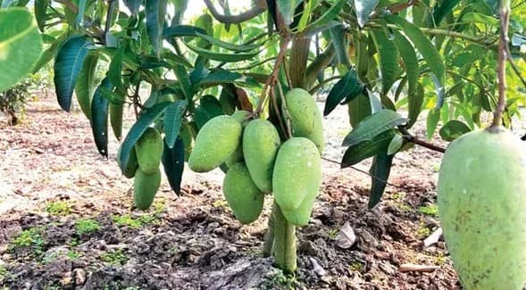 সাপাহার বাগান 14