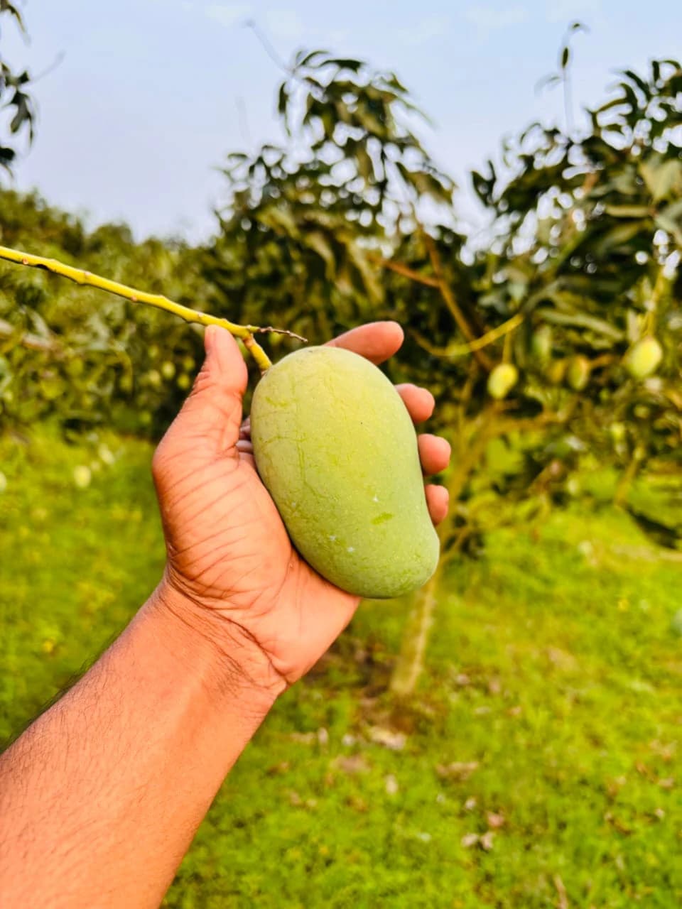 সাপাহার বাগান 15