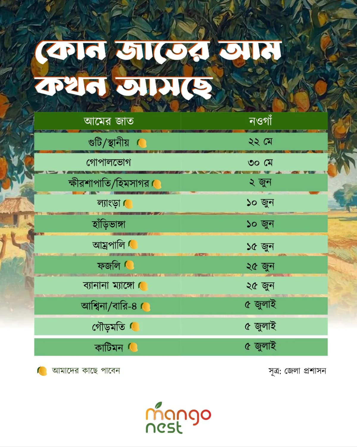 কোন জাতের আম কখন আসছে — Mango Nest ক্যালেন্ডার